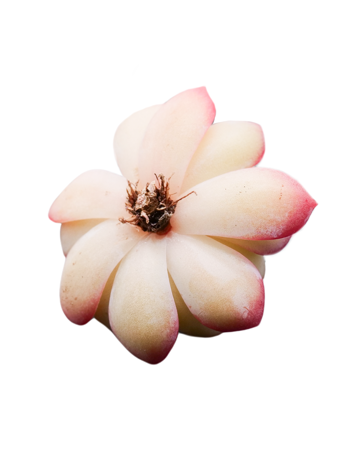 suryeon succulent Echeveria Suryeon – Springer Hobbies