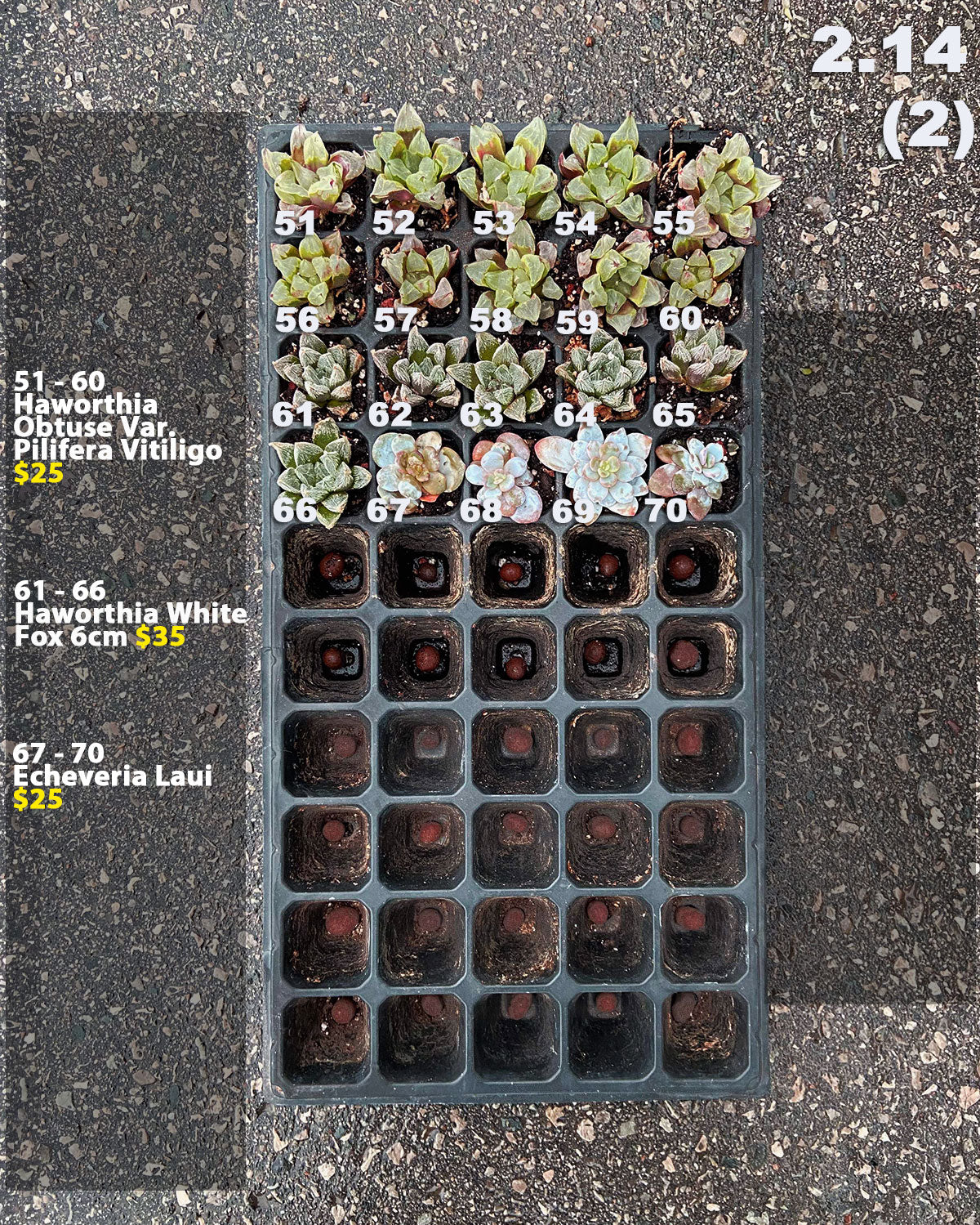 korean succulent seeds 2.14 (1)(2) Korean Rare Succulents One-of-Kind – Springer Hobbies