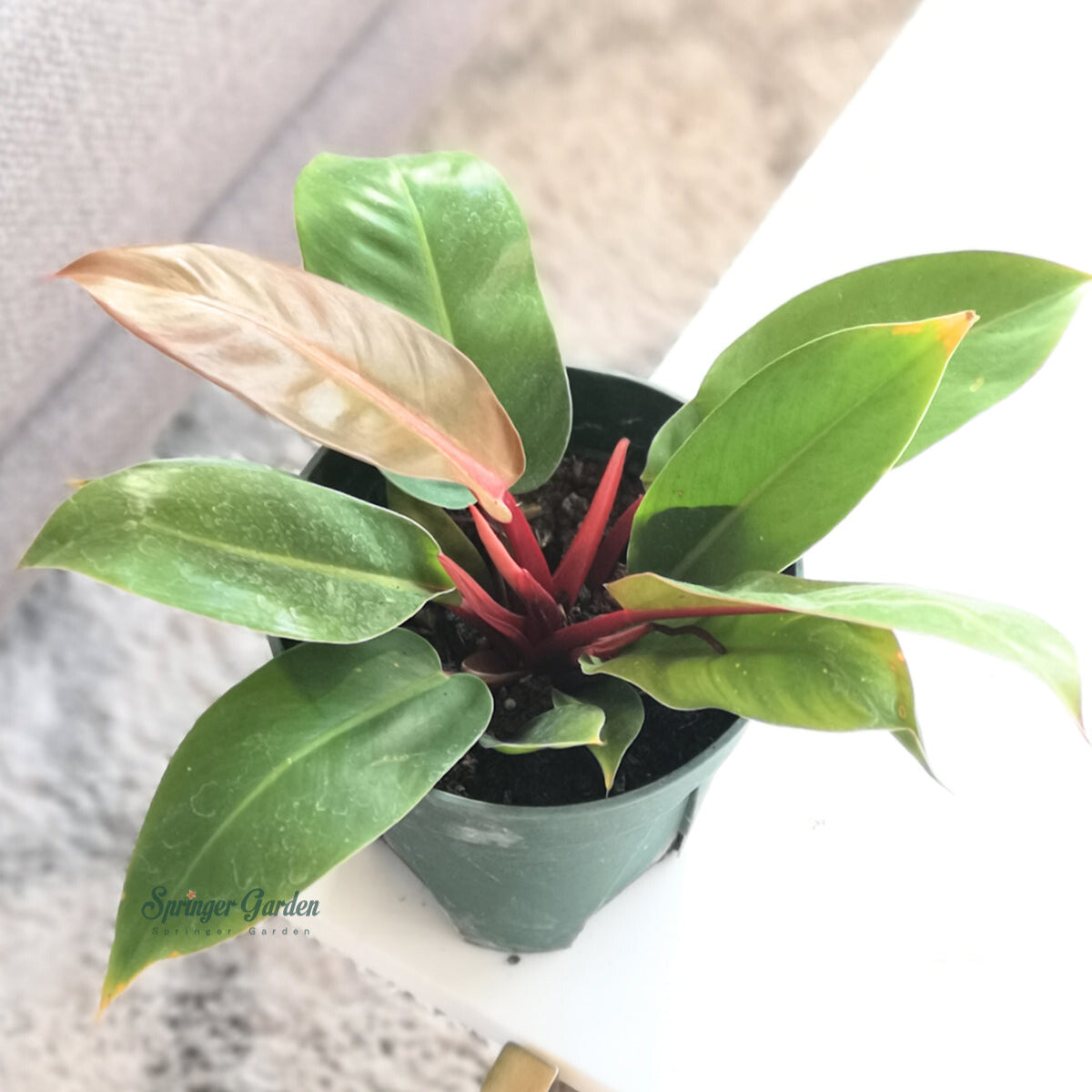 philodendron cherry red vs prince of orange Philodendron Prince of Orange – Springer Hobbies