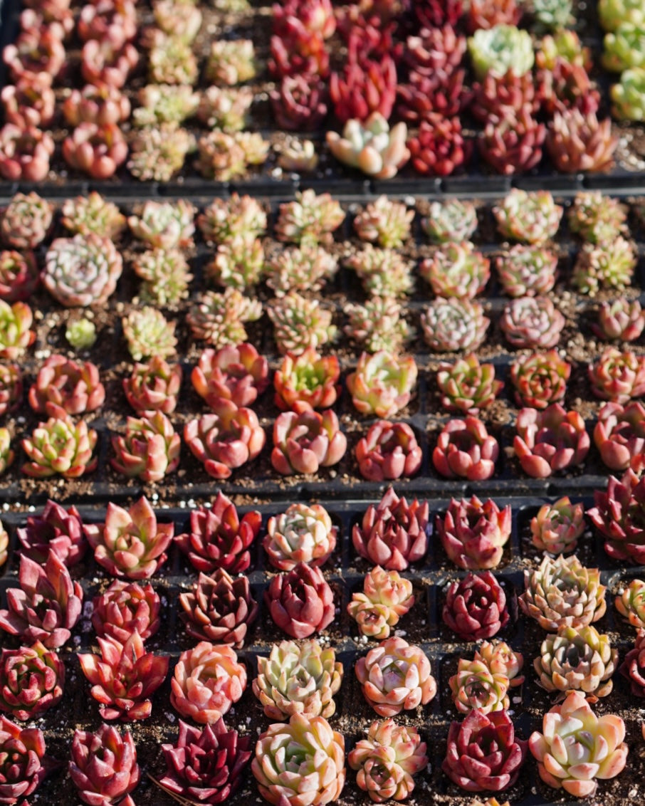 Hybrid Rare Succulents Bundle – Springer Hobbies