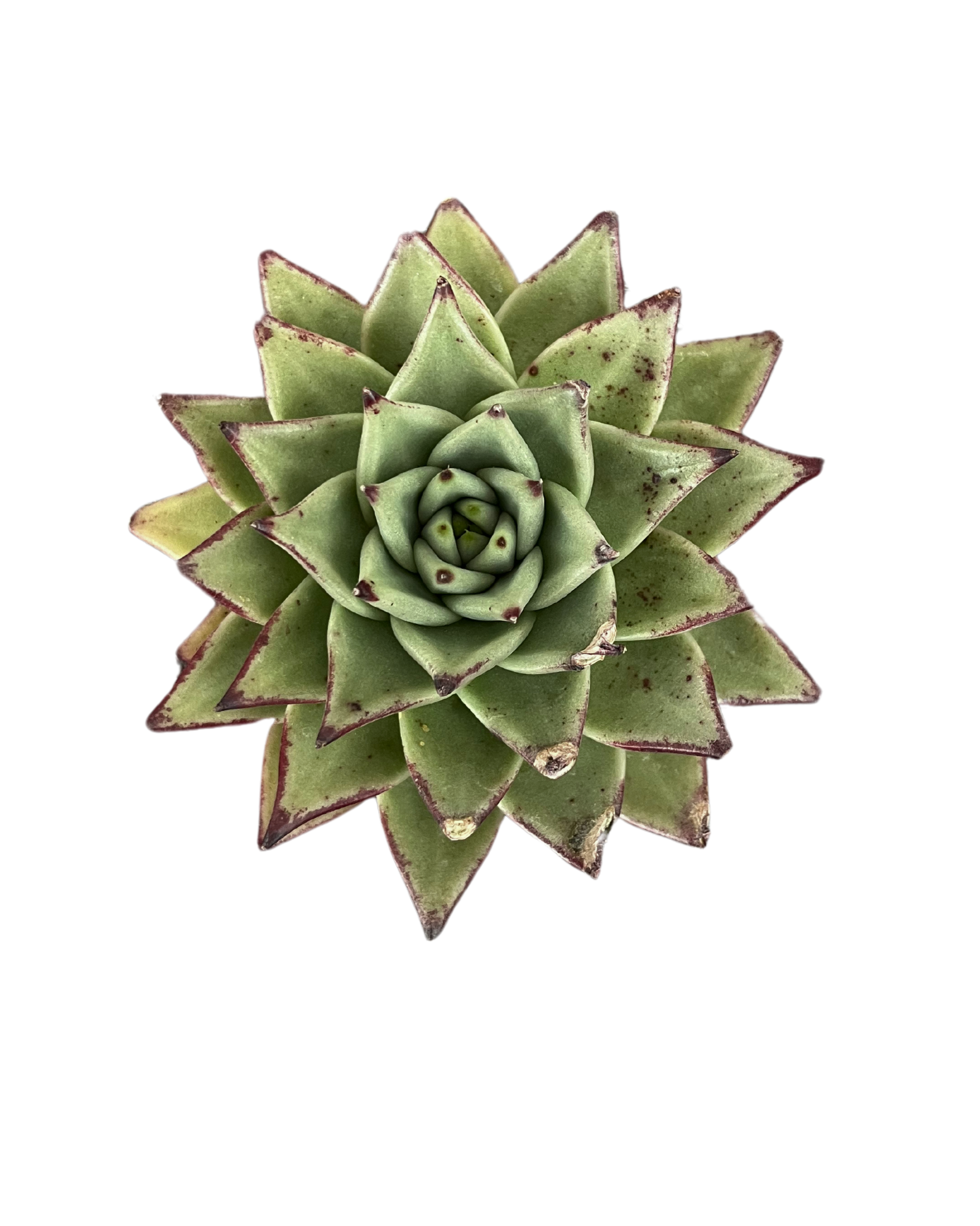 ebony succulent Echeveria Agavoides Ebony
