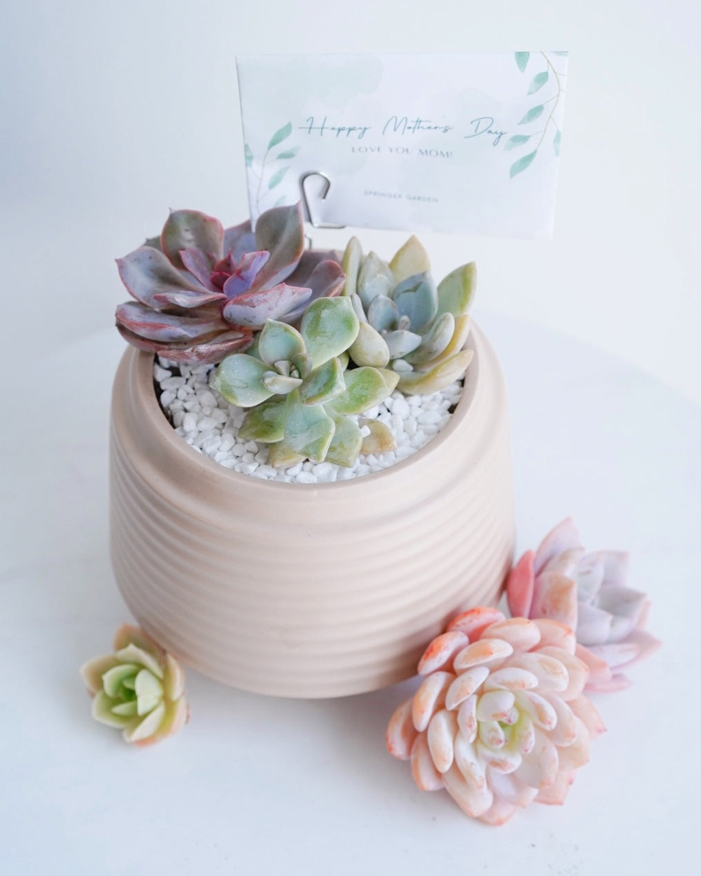 succulent boutique Love Blooms" Succulent Flower Boutique – Springer Hobbies