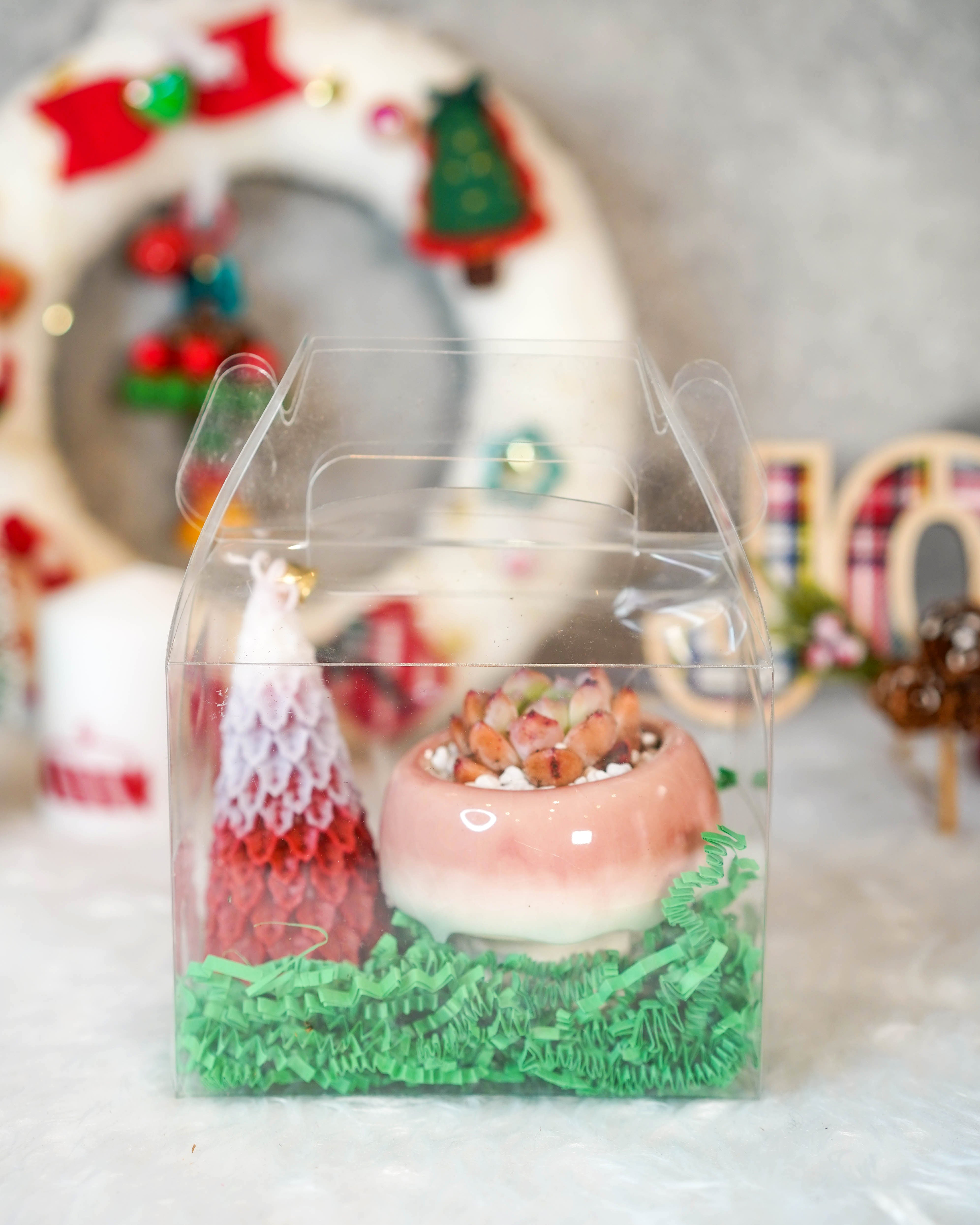 christmas succulent gifts Mushroom" Korean Succulent Gift Box – Springer Hobbies