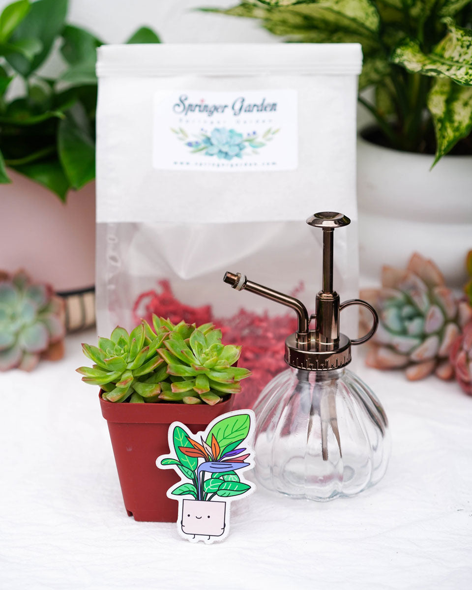 water bottle for succulents Love Will Grow" Water Bottle Gift Bag – Springer Hobbies