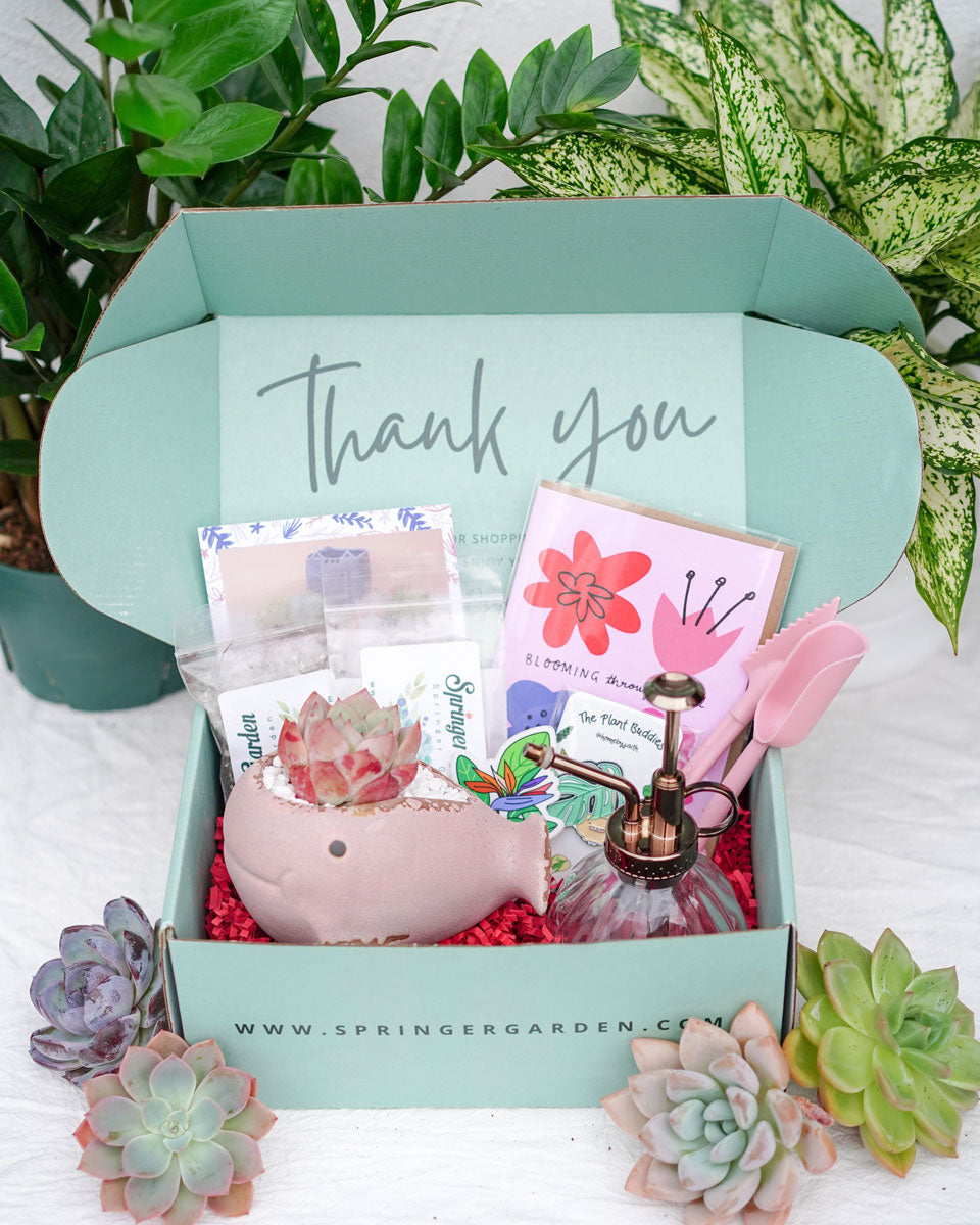 Love Will Grow Premium Korean-Succulent Gift Box