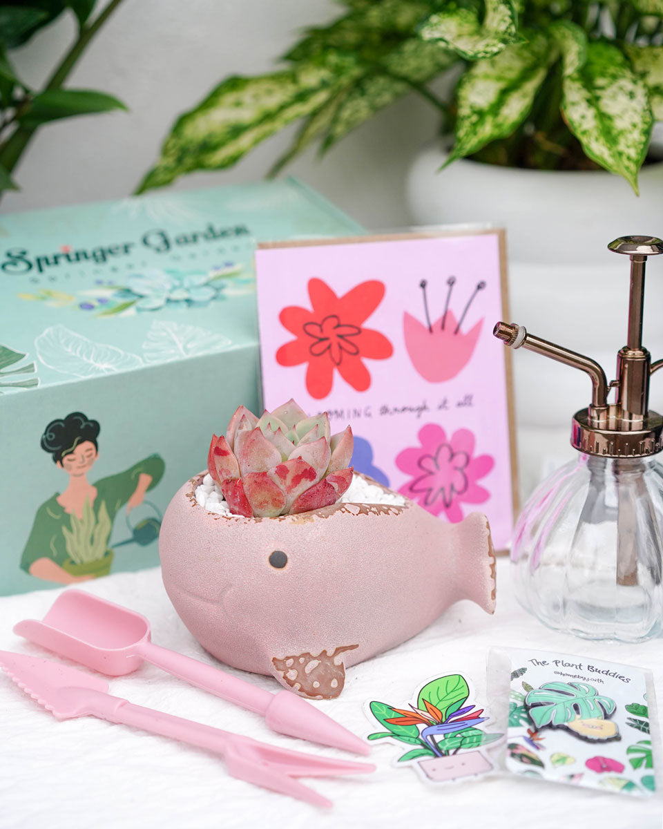 succulent soap dispenser Love Will Grow Premium Korean-Succulent Gift Box