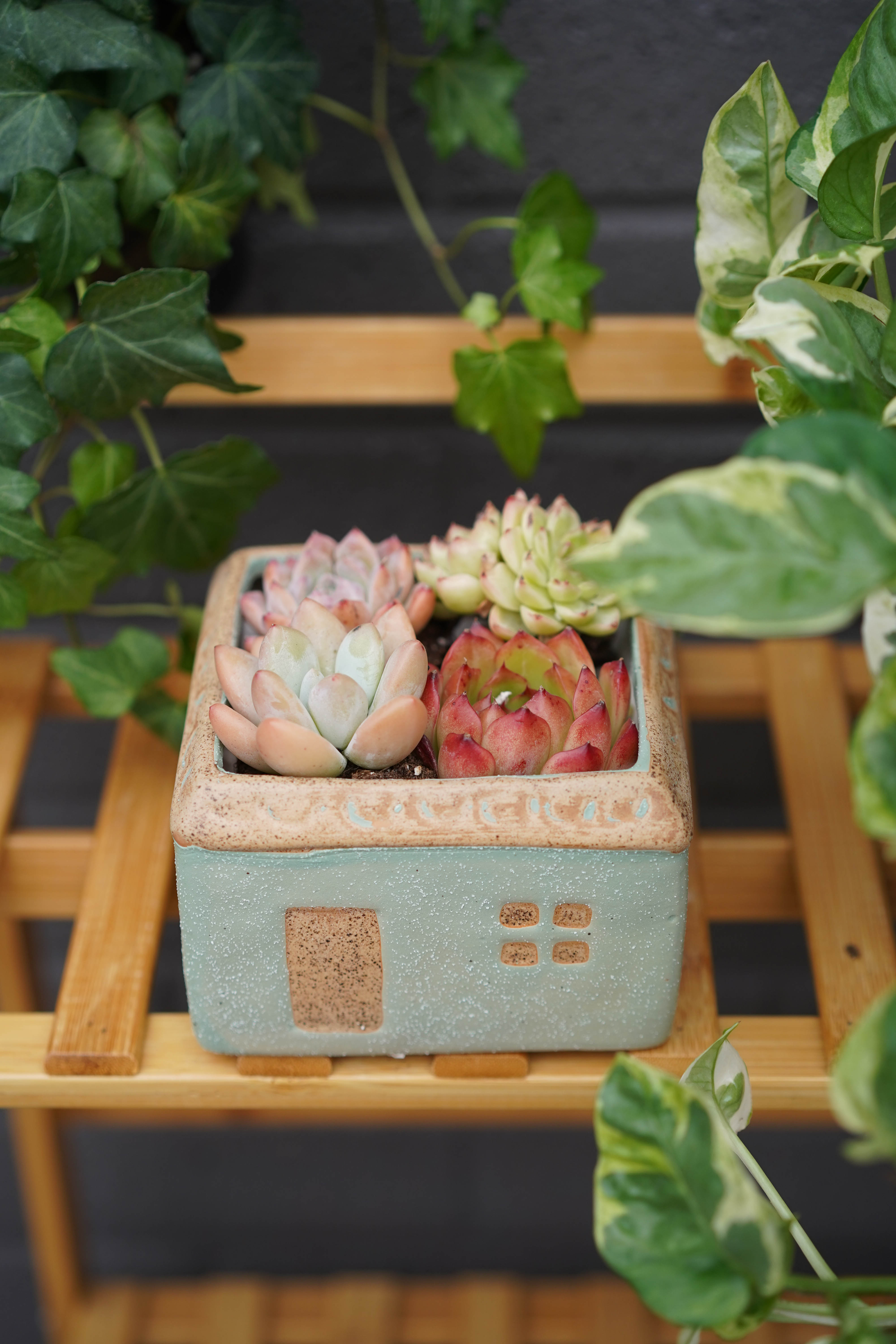 succulent boxes for sale Sweet Home" Succulent Assortment – Springer Hobbies