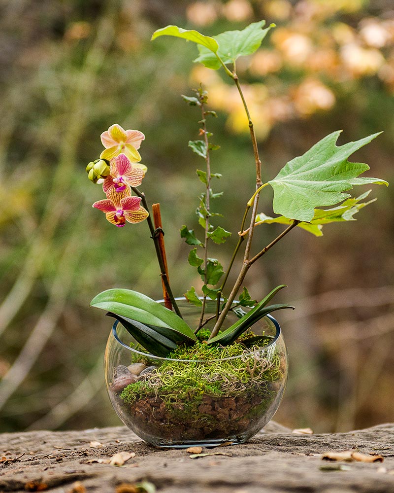 forest terrarium plants Beach Terrarium Kit 8oz