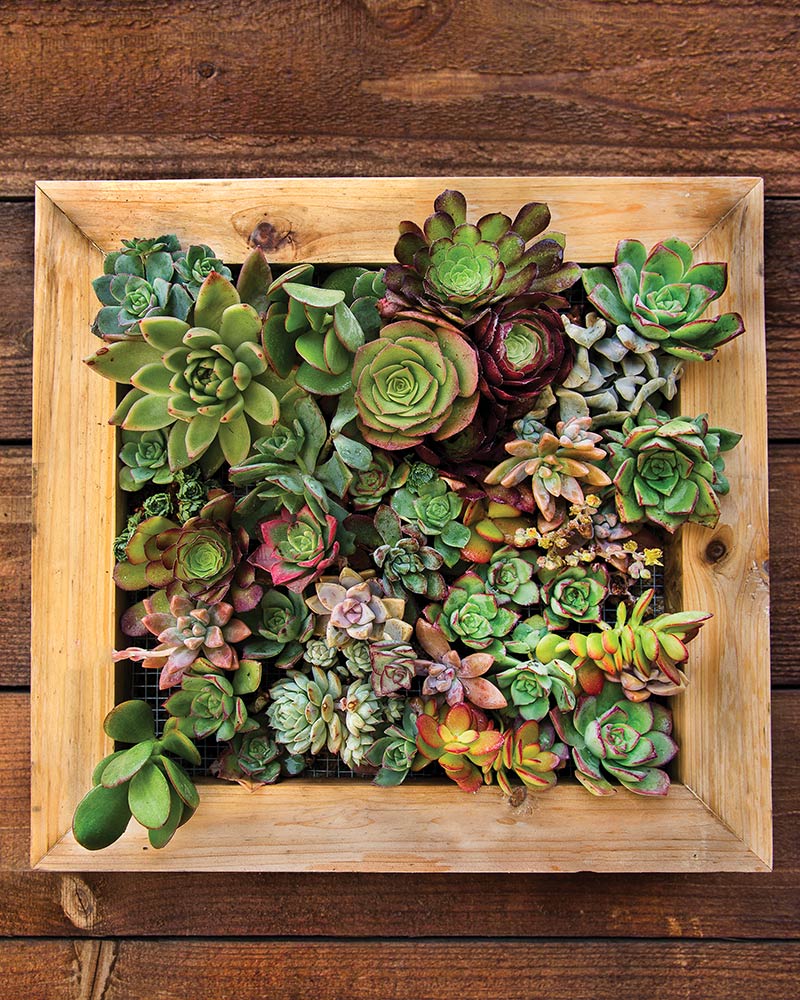 sphagnum moss and succulents Sphagnum Moss Living Frame 6 x 6 in. – Springer Hobbies
