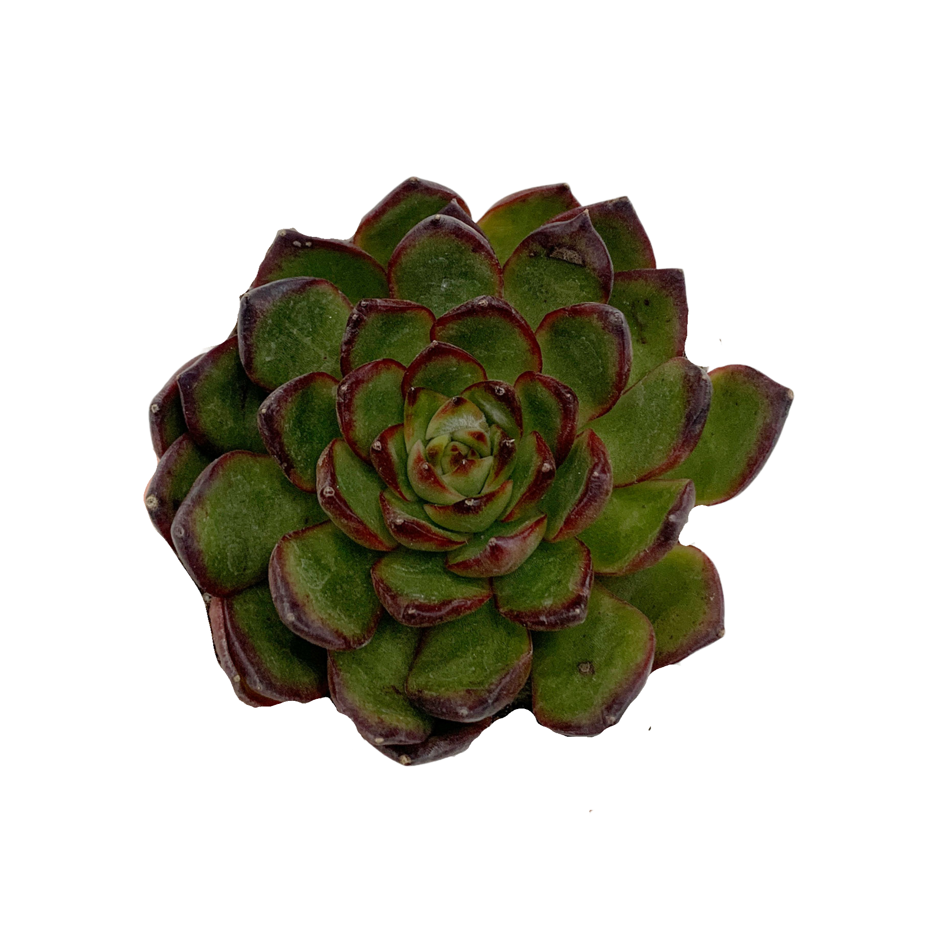 echeveria lipstick succulent Echeveria Agavoides Lipstick – Springer Hobbies