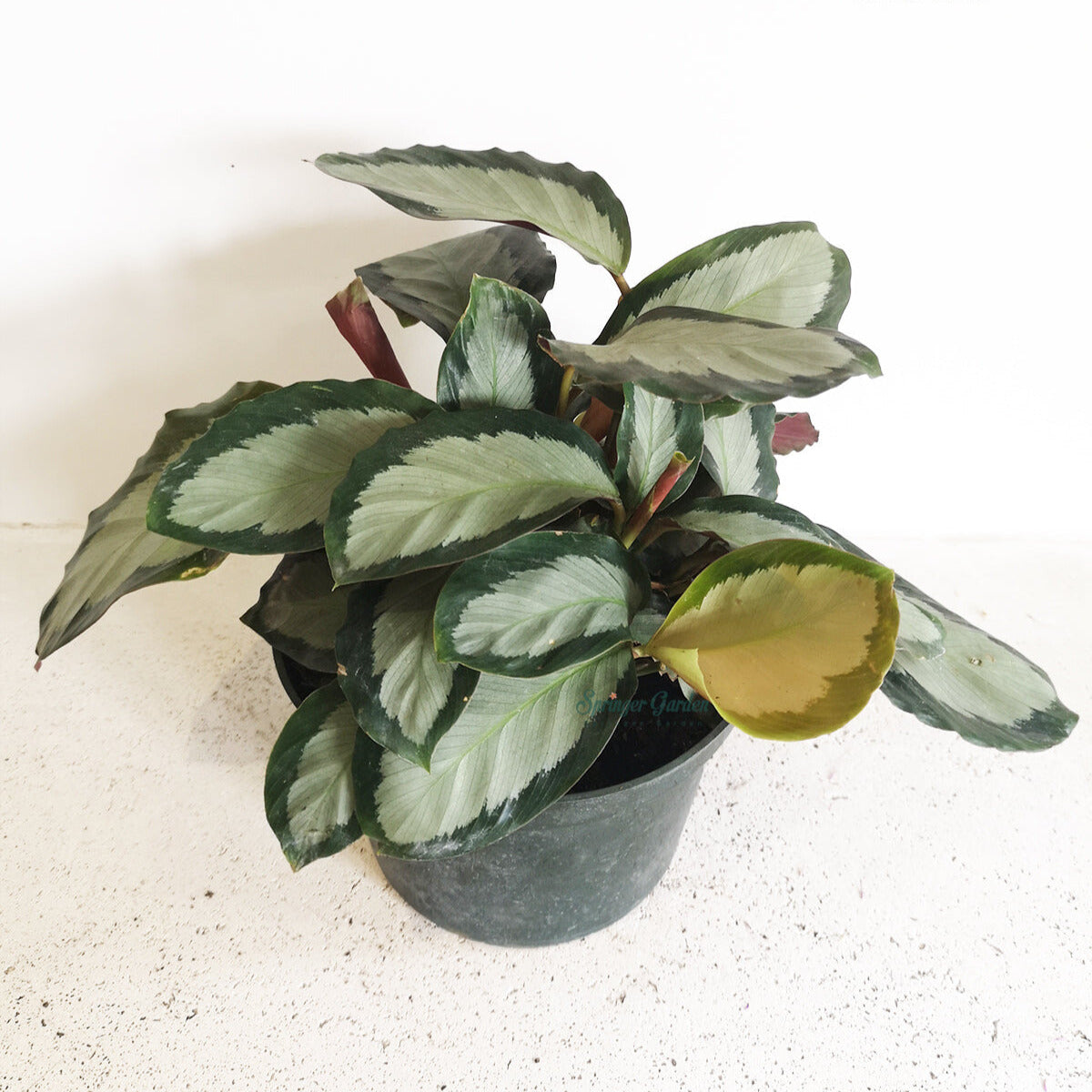 calathea klein Calathea Corona