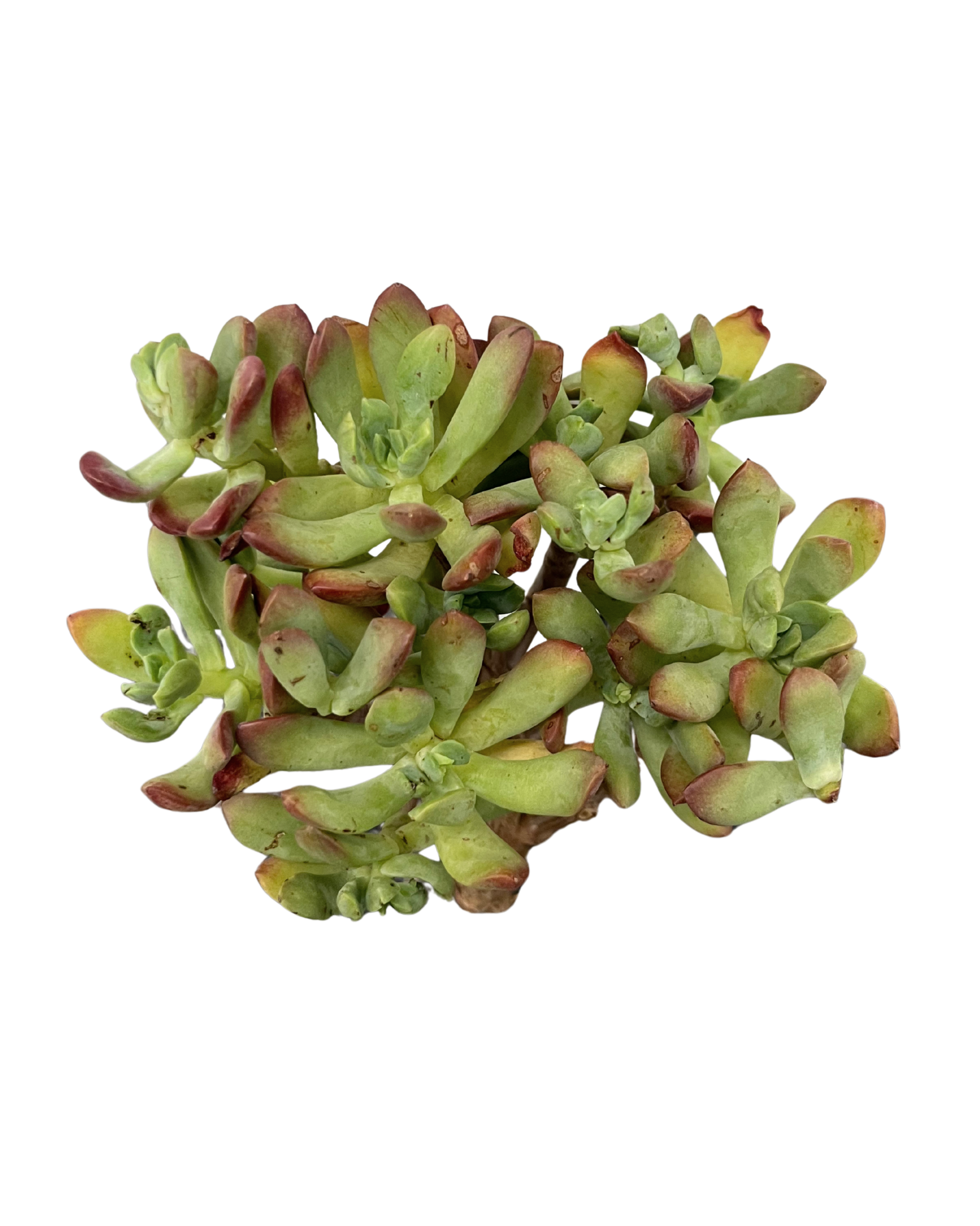 minibelle succulent Echeveria Minibelle