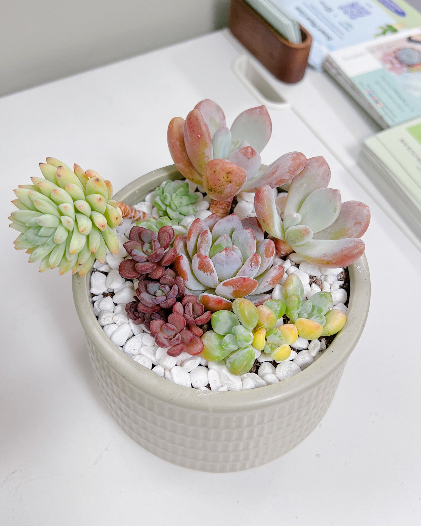 korean succulent pots Assorted Korean Succulent Arrangement – Springer Hobbies