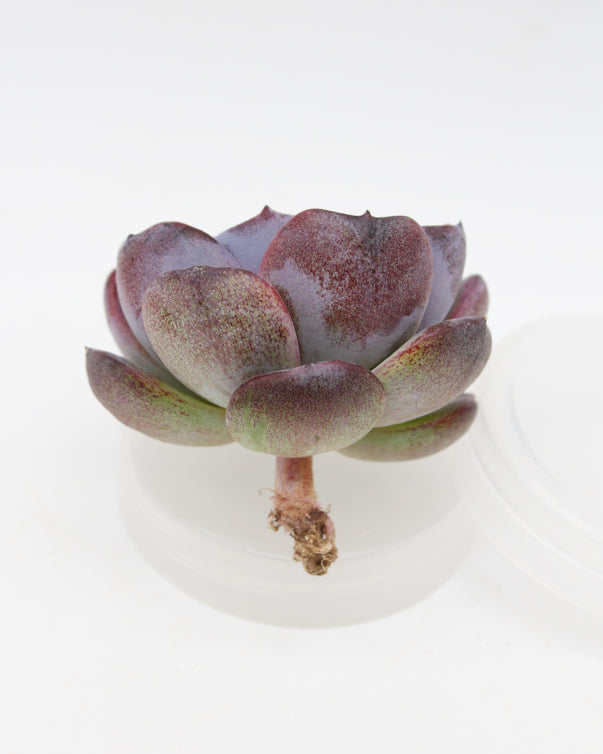 opal succulent plant Echeveria Dark Opal – Springer Hobbies