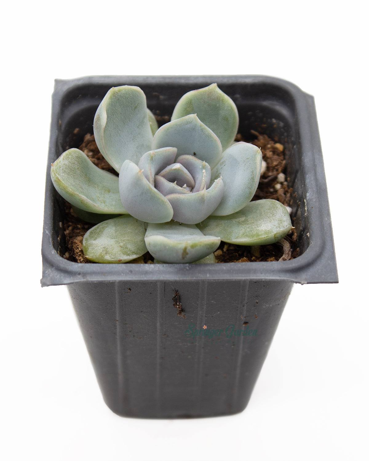 snow bunny succulent Echeveria 'Snow Bunny'