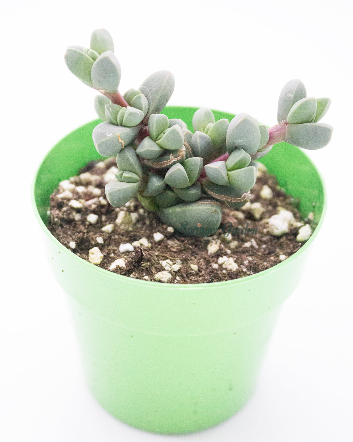astridia velutina succulent Astridia Velutina Dinter – Springer Hobbies