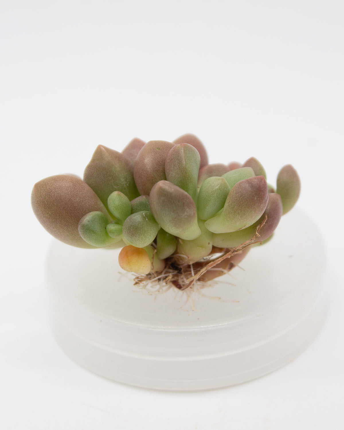 avant garde succulent Echeveria Avant-Garde – Springer Hobbies