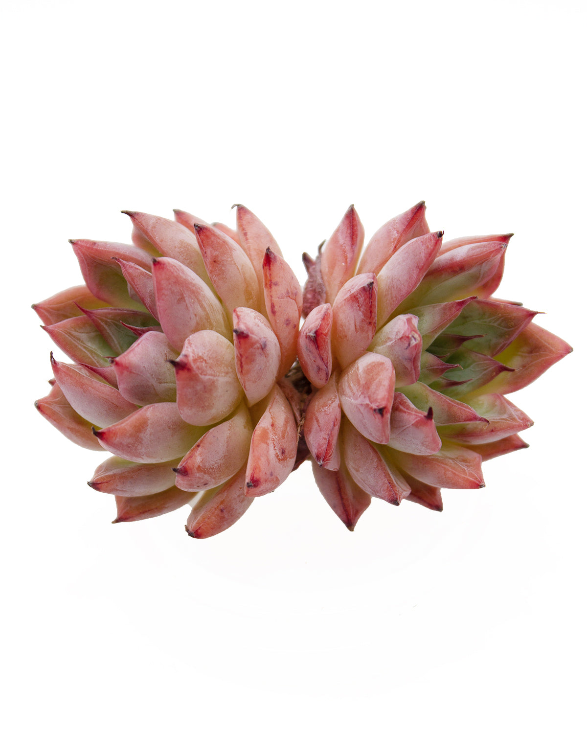 black swan succulent Echeveria Agavoides Black Swan – Springer Hobbies