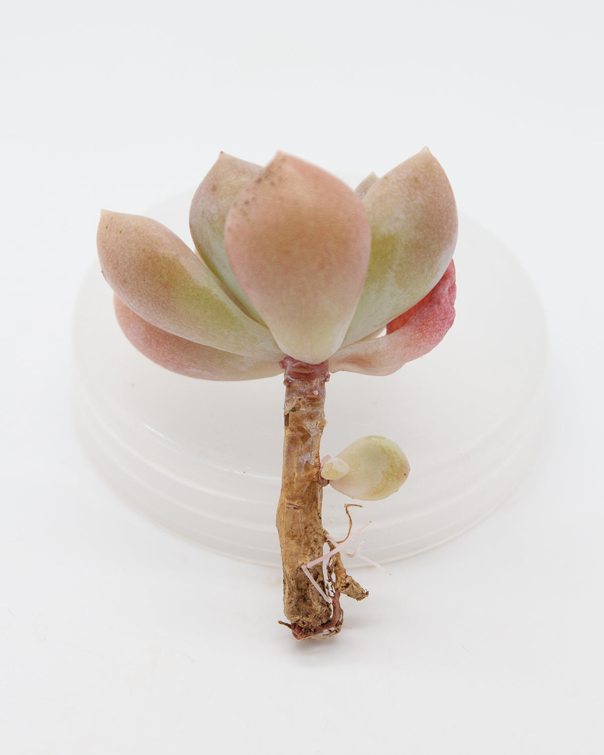 succulent tart Echeveria Egg Tart – Springer Hobbies