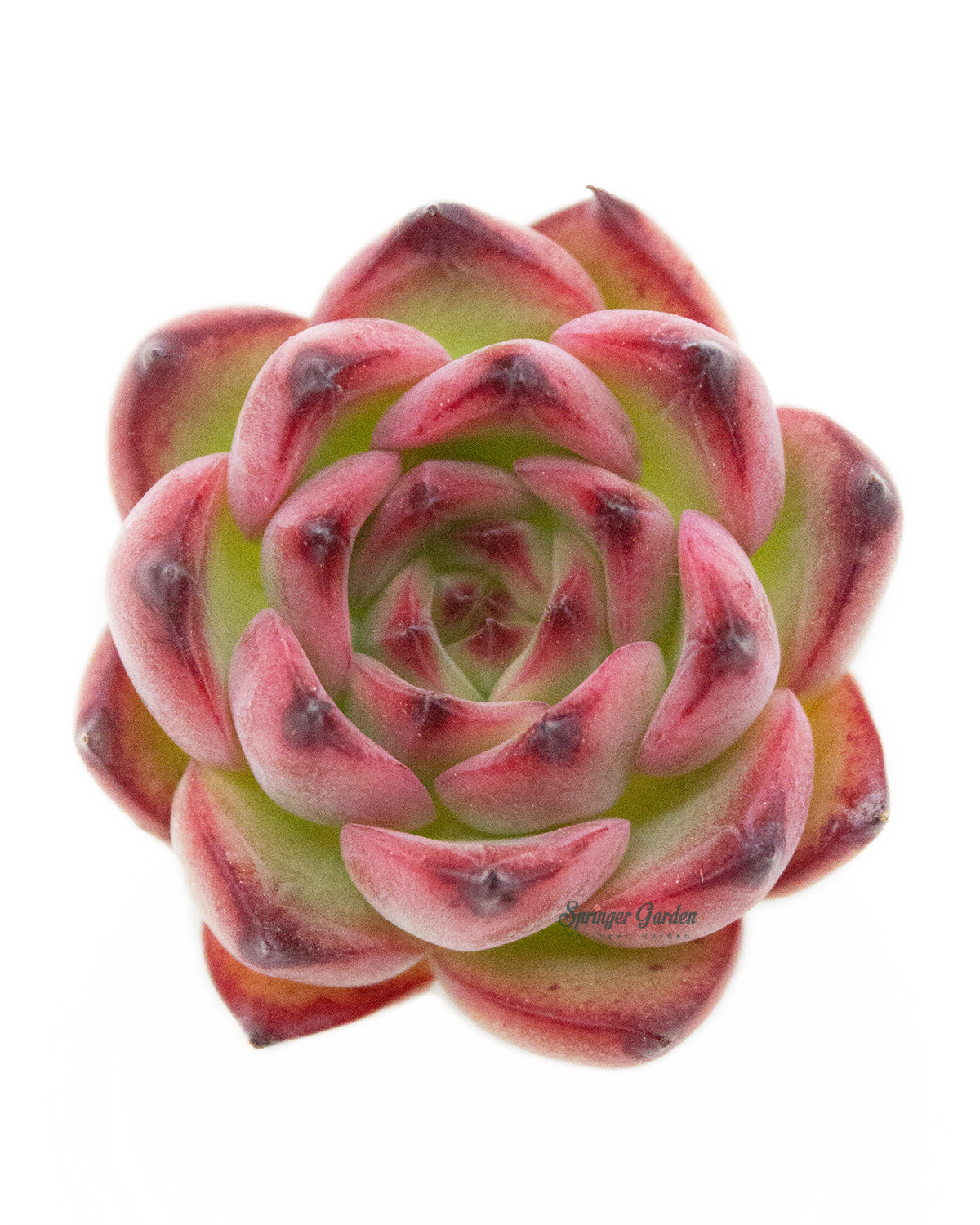 5 star succulents Echeveria Fire Pillar – Springer Hobbies