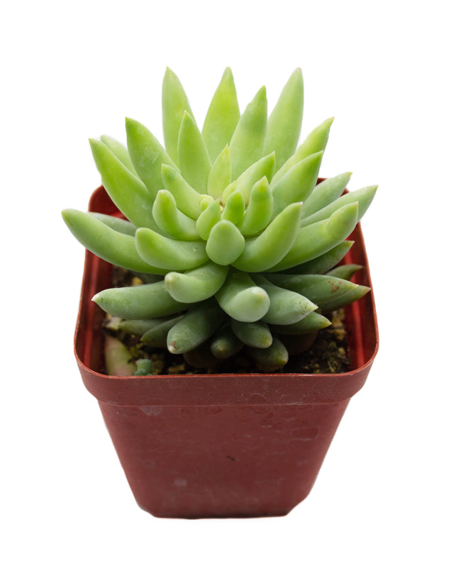 harry butterfield succulent Echeveria Harry Butterfield – Springer Hobbies