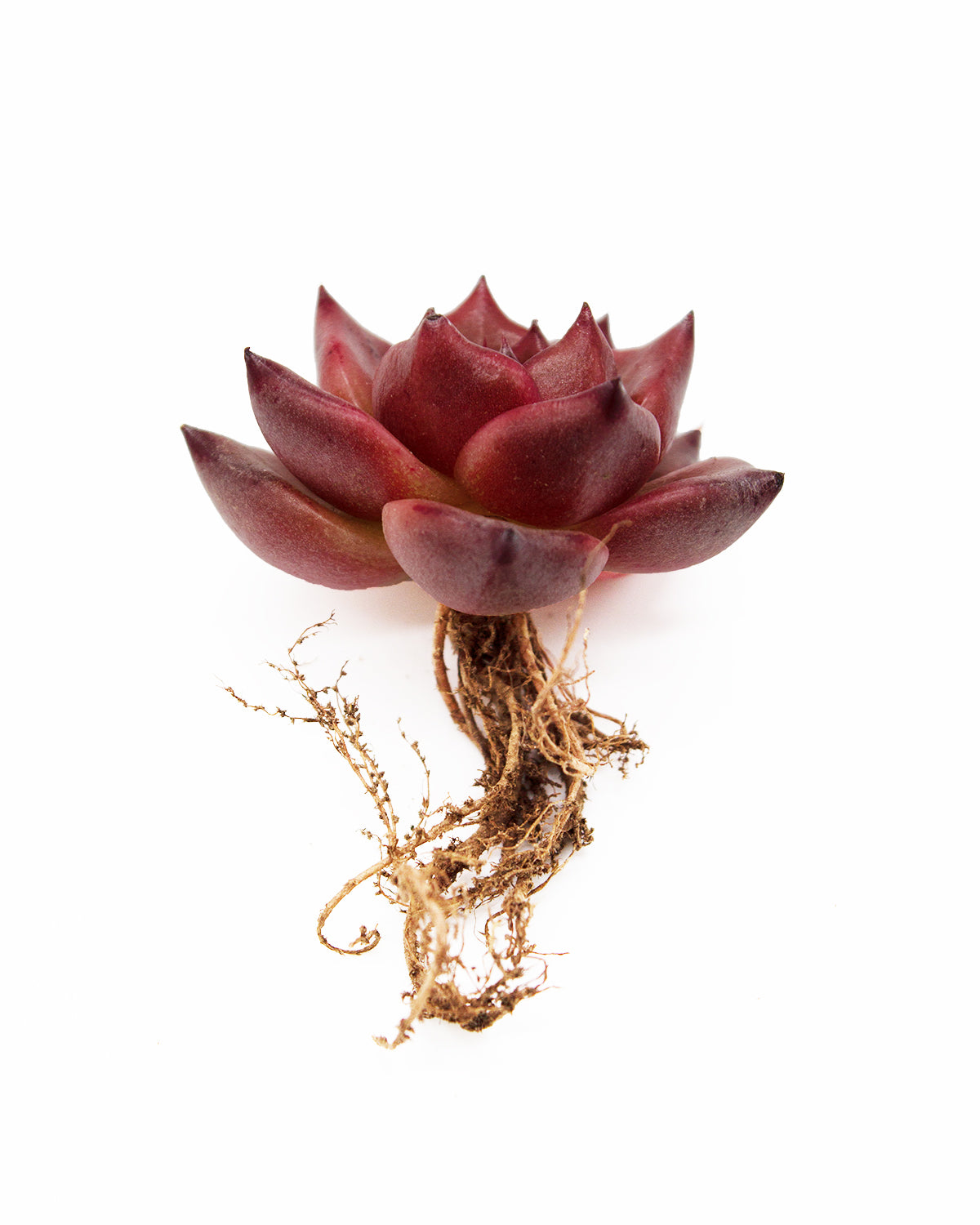 honey pink succulent Echeveria Honey Pink – Springer Hobbies