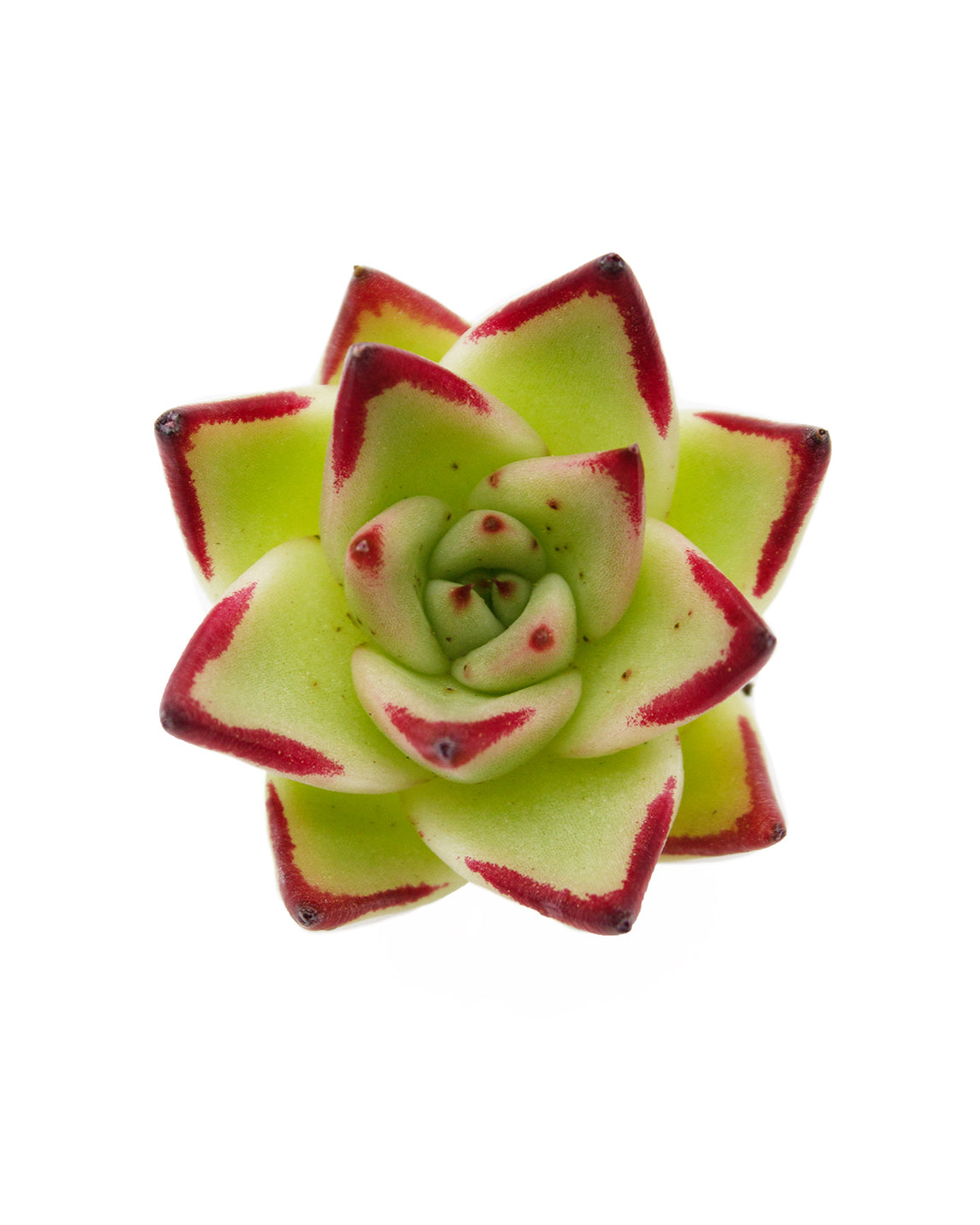 Echeveria Jelly Cassiopeia  Springer Hobbies