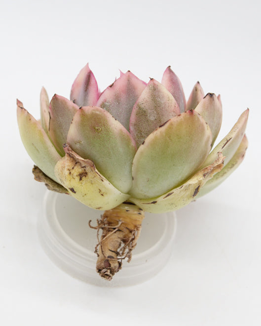 luella succulent Echeveria Luella var. – Springer Hobbies