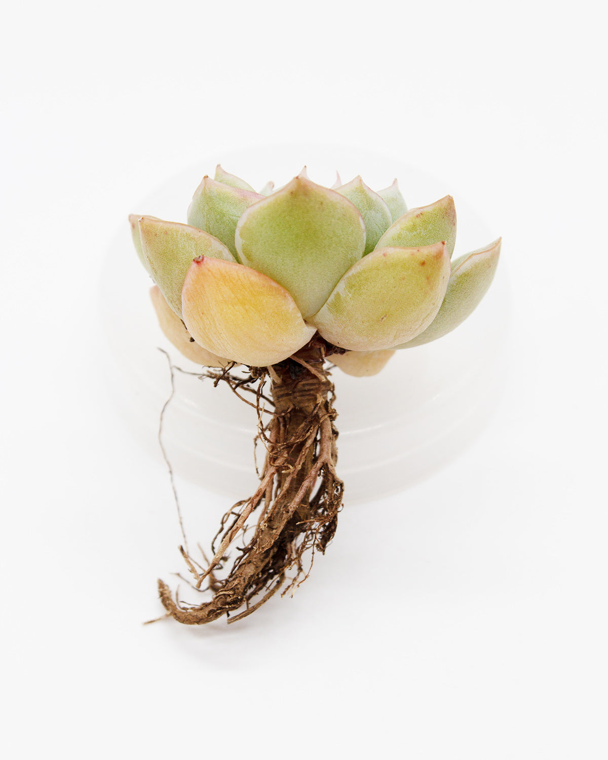 moon fairy succulent Echeveria Moon Fairy – Springer Hobbies