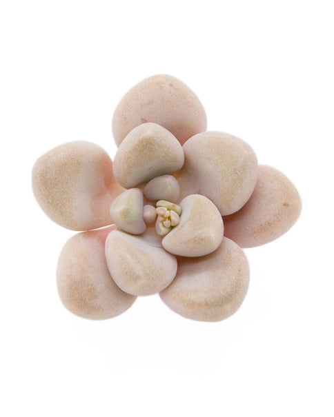 ellen succulent Graptopetalum Ellen – Springer Hobbies