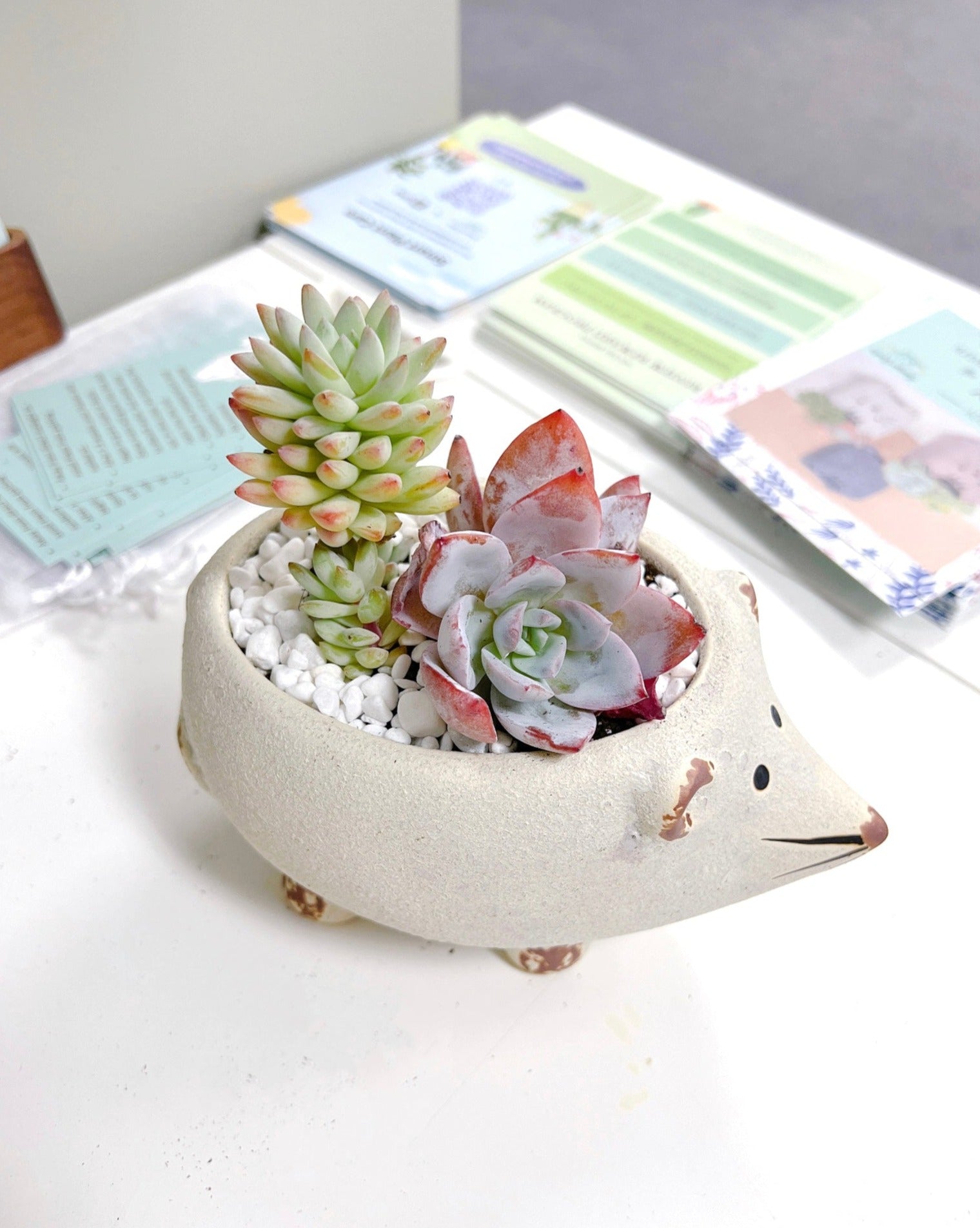 korean succulent pots Assorted Korean Succulent Arrangement – Springer Hobbies
