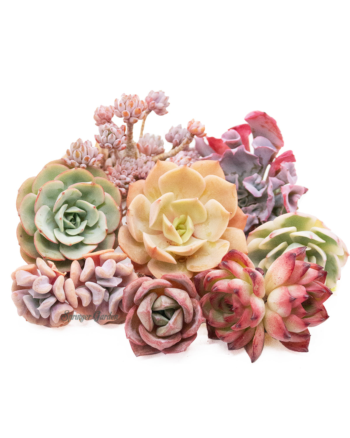 korean succulent pots Korean Rare Succulents *Platinum* Bundle 15