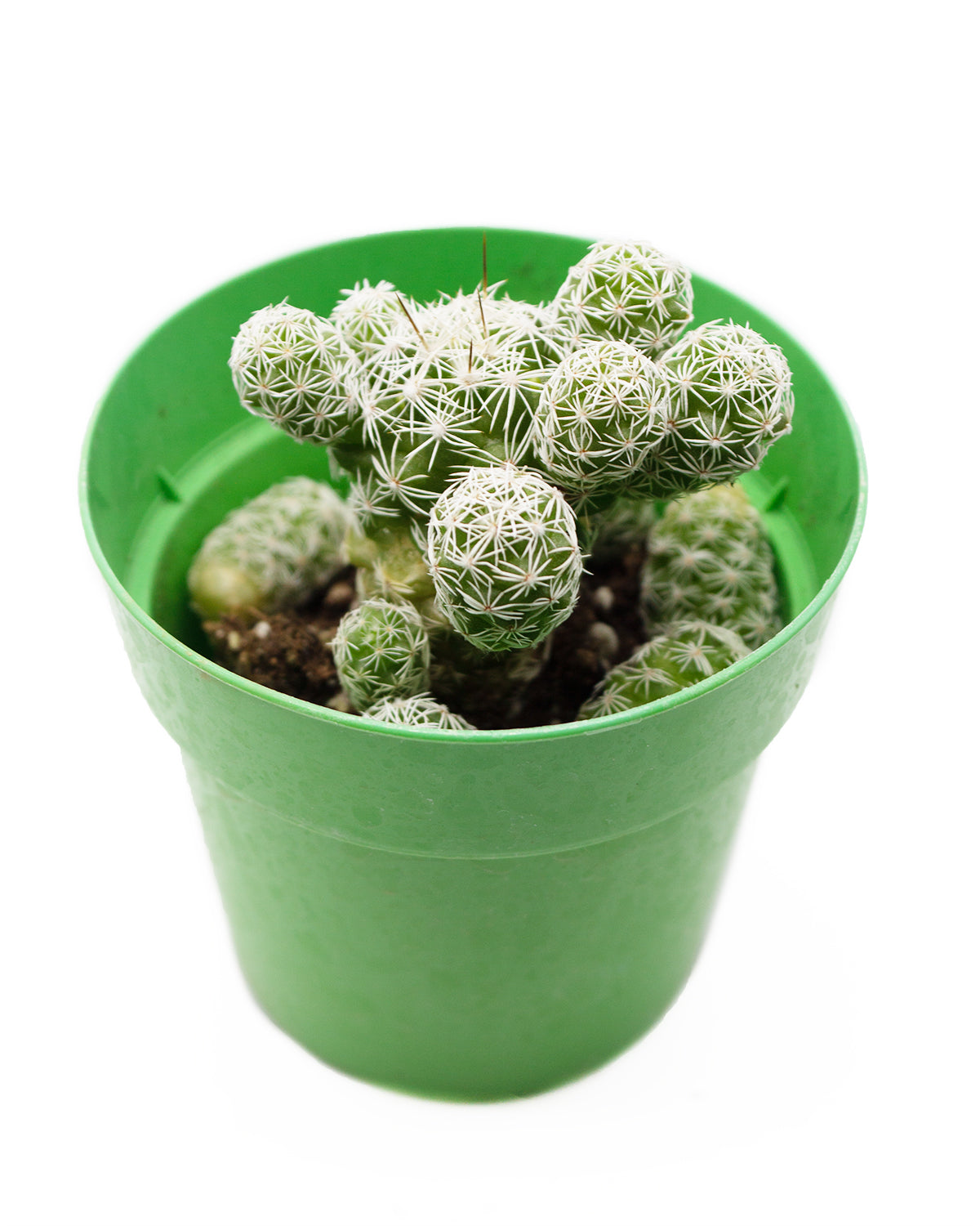 Mammillaria Herrerae – Springer Hobbies