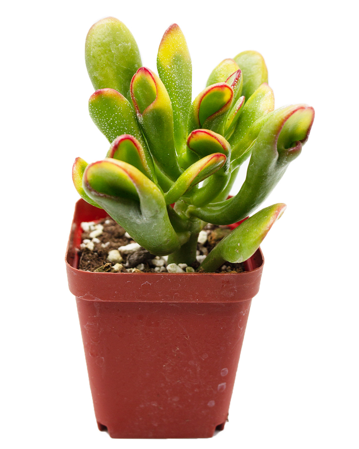 Jade Plant/Ogre/Shrek Ears – Springer Hobbies