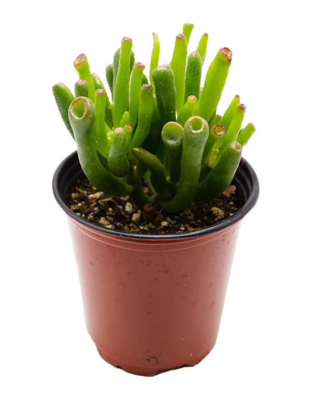 Jade Plant/Ogre/Shrek Ears – Springer Hobbies