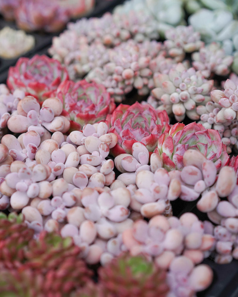 korean succulents near me Korean Succulents Subscription – Springer Hobbies