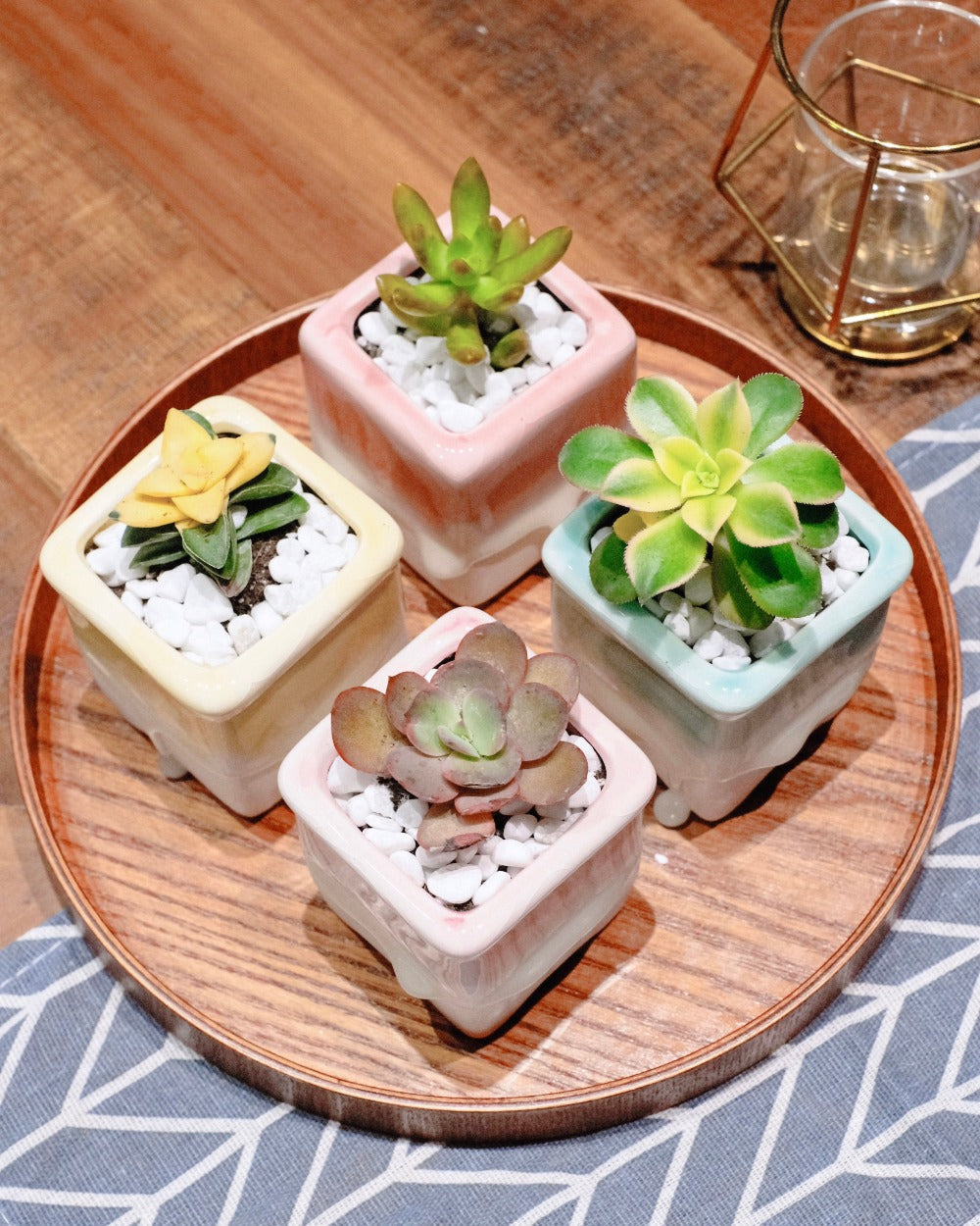 Local Succulents Subscription – Springer Hobbies
