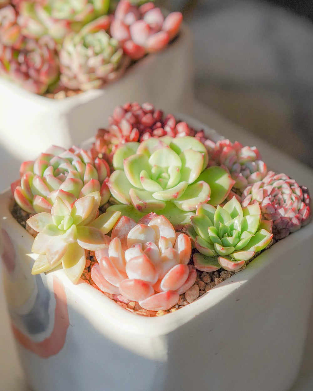 korean succulent plants Korean Succulents Subscription – Springer Hobbies