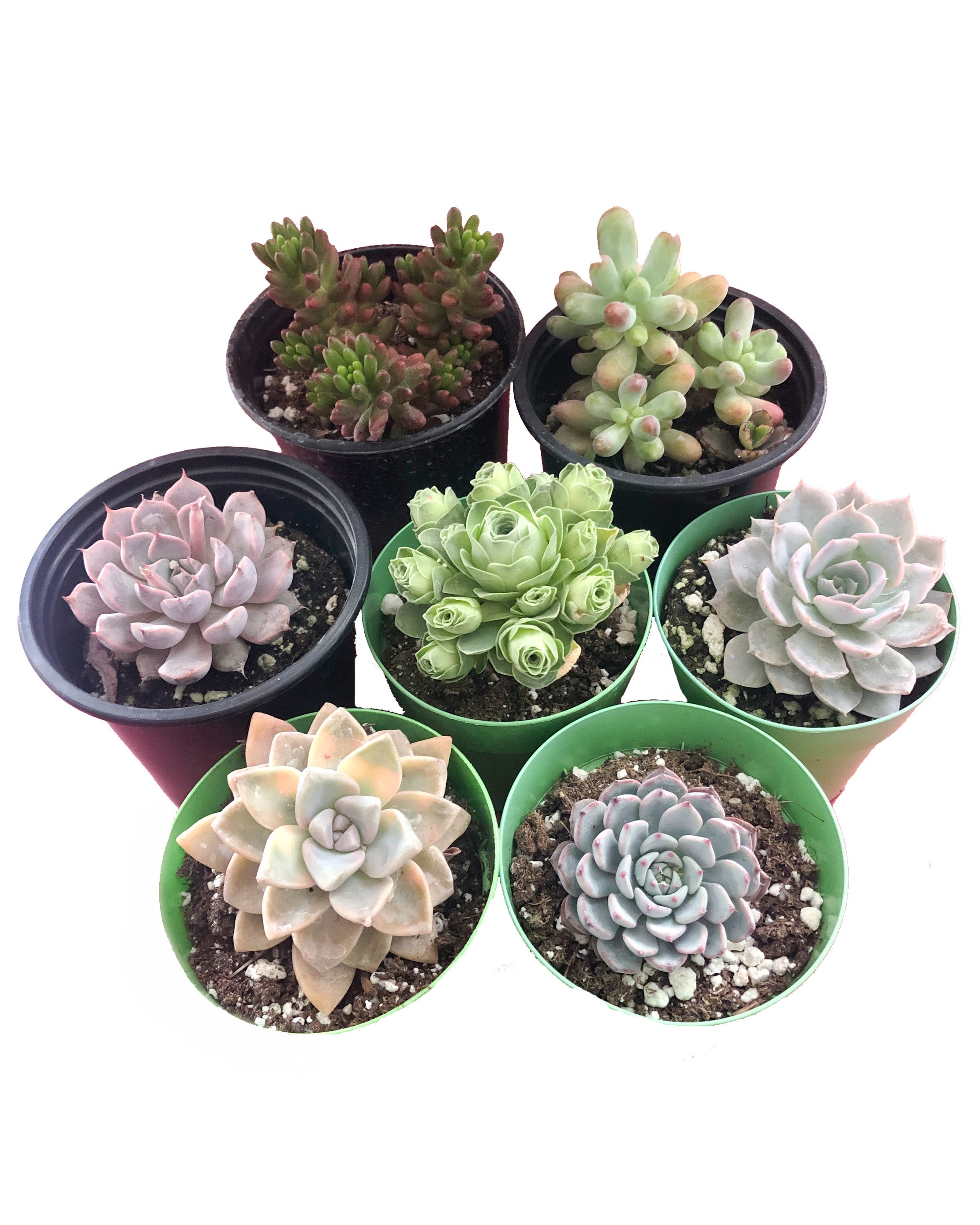 succulent plant bundle Assorted Echeveria Bundle (3''~3.5'') – Springer Hobbies