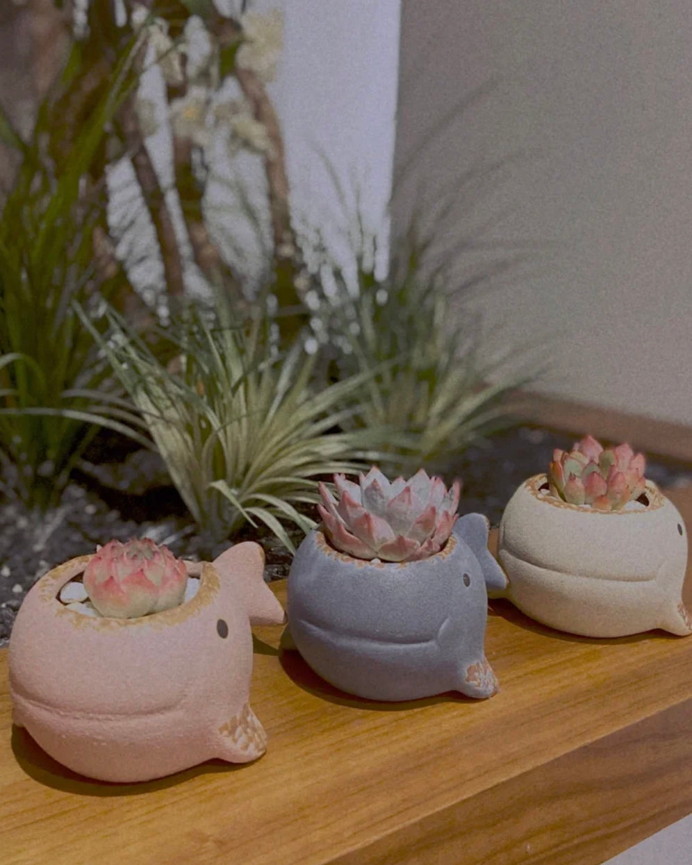 whale succulent Succulent Assortment with Whale Planters