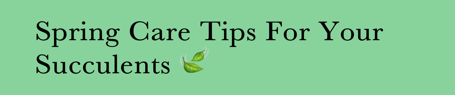 Spring Care Tips For Your Succulents