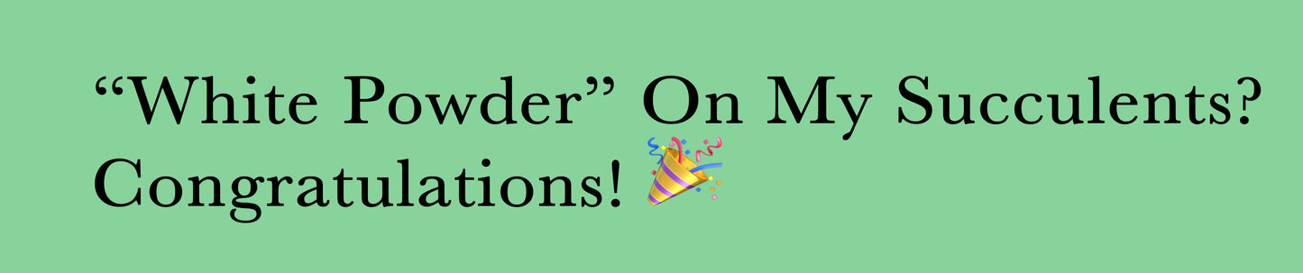 “White powder” on my succulents? Congratulations!