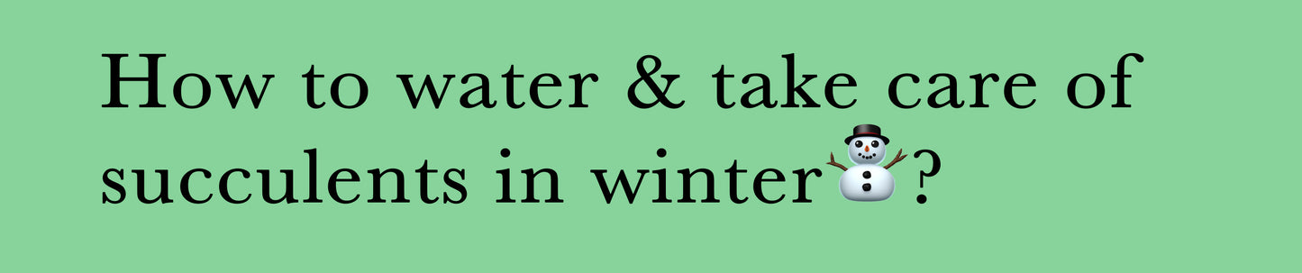 How to water & take care of succulents in winter?