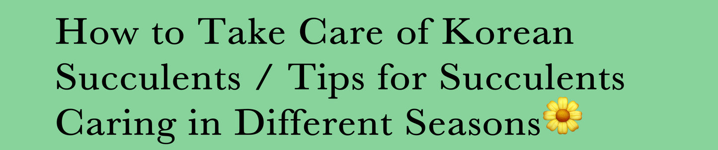 How to Take Care of Korean Succulents / Tips for Succulents Caring in Different Seasons