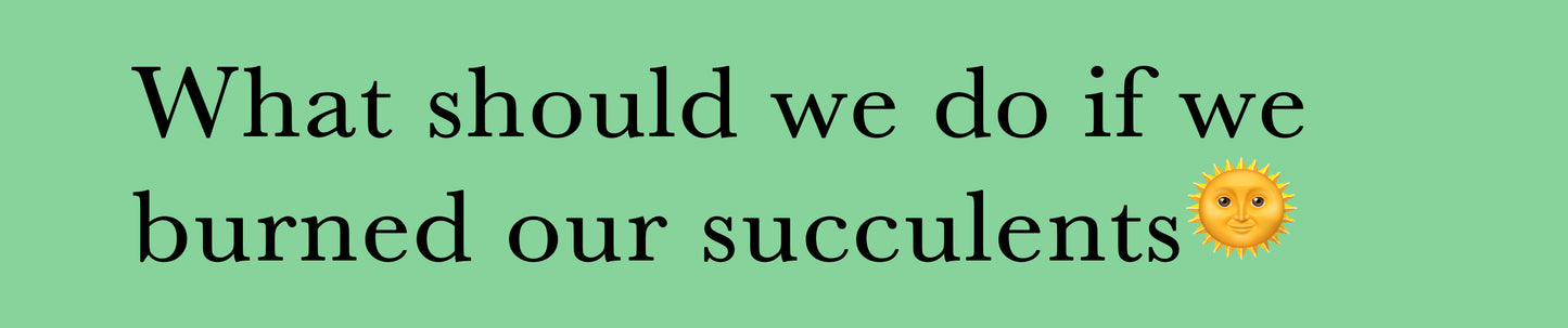 What should we do if we burned our succulents