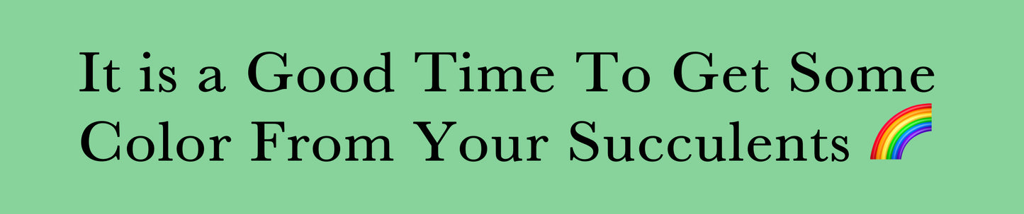 It is a good time to get some color from your succulents