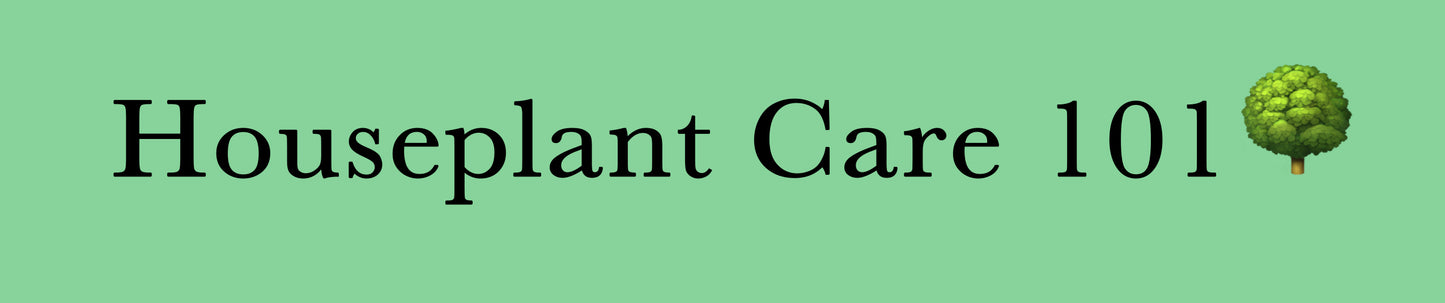 Houseplant Care 101
