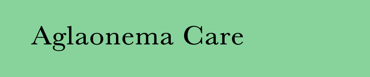 AGLAONEMA CARE