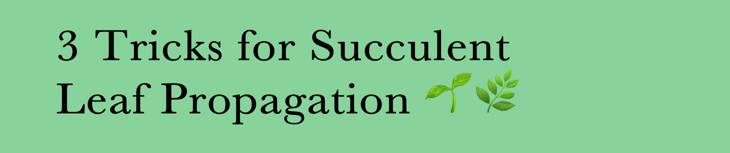 3 Tricks for Succulent Leaf Propagation
