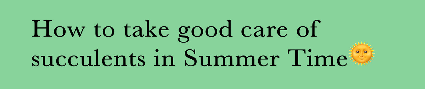 How to take good care of succulents in Summer Time